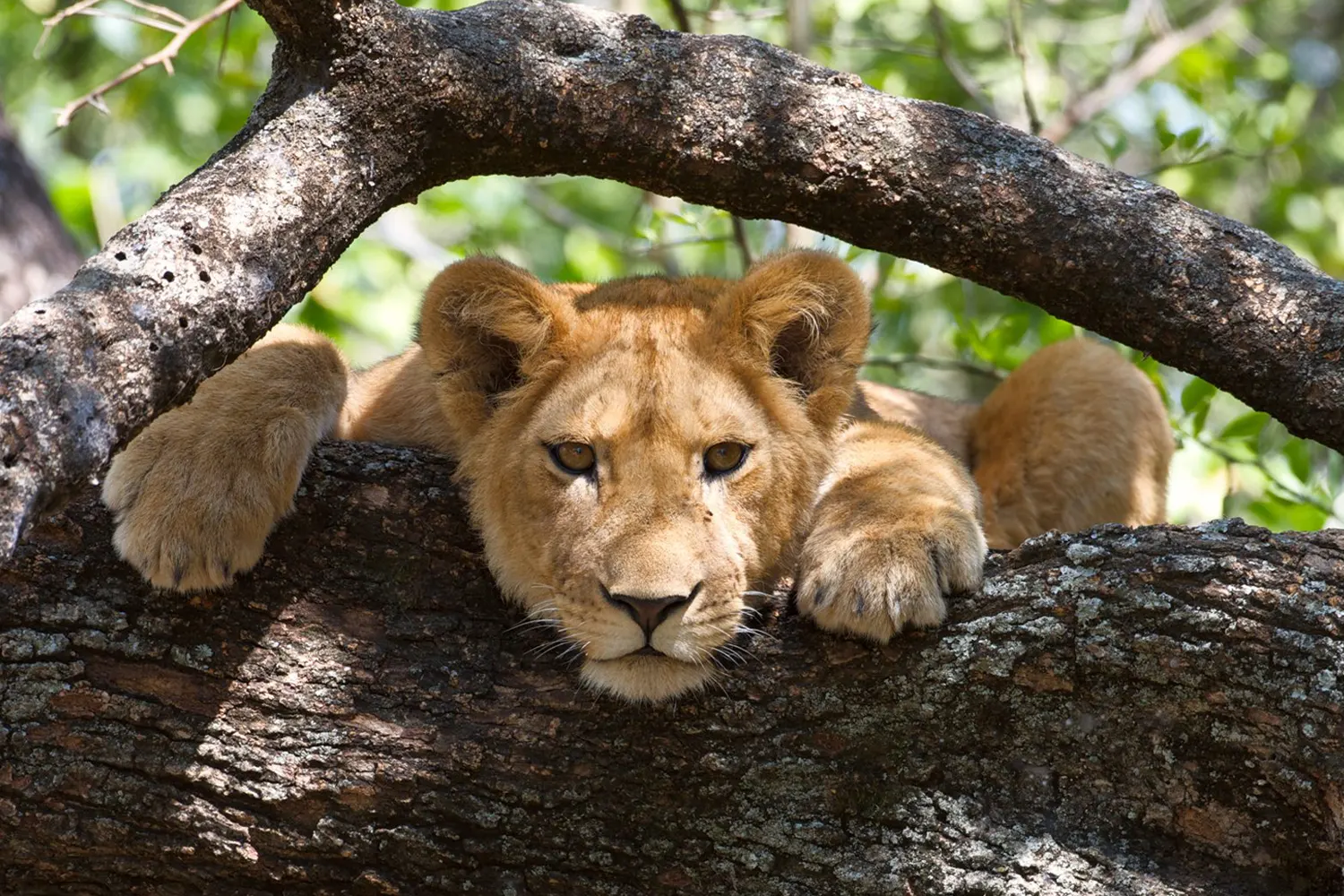 3 Days Tanzania Camping Safari | Explore Serengeti & Ngorongoro