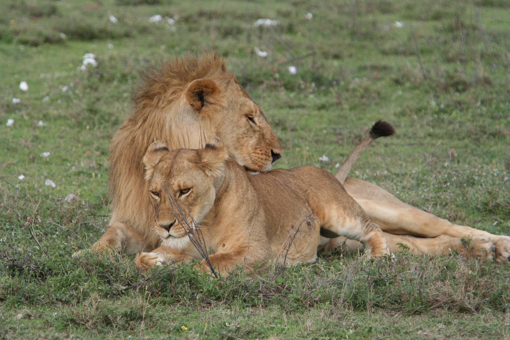 2 Days Tanzania Safari Experience 2024