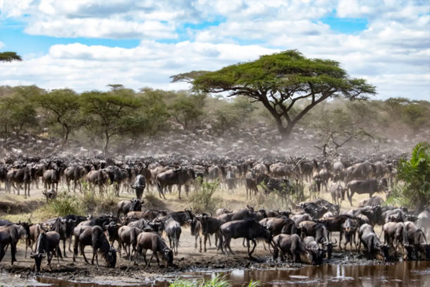 8 Days Serengeti Wildebeest Migration Safari